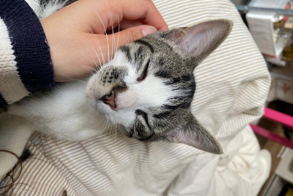 Alerta de Hallazgo Gato Macho Molenbeek-Saint-Jean Bélgica
