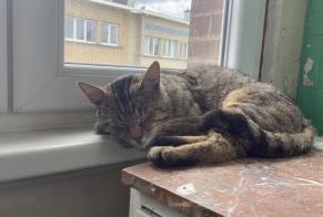 Alerta de Hallazgo Gato Macho , 3 años Uccle Bélgica