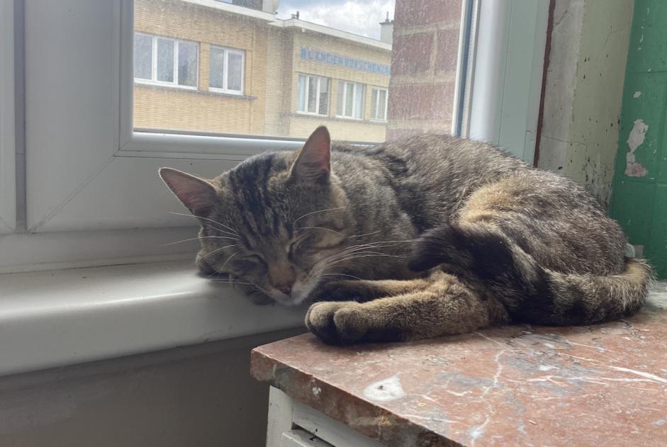 Alerta de Hallazgo Gato Macho , 3 años Uccle Bélgica