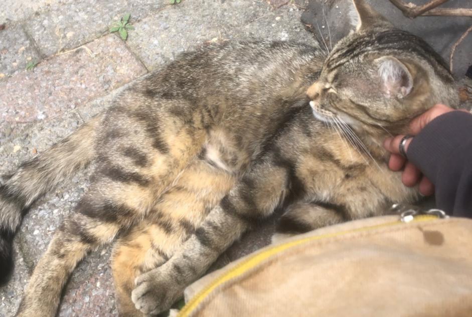 Alerta de Hallazgo Gato Macho , 3 años Uccle Bélgica