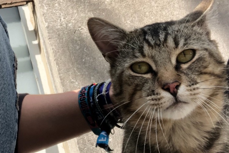 Alerta de Hallazgo Gato Macho , 3 años Uccle Bélgica