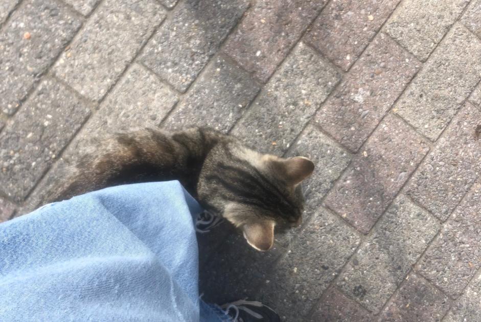 Alerta de Hallazgo Gato Macho , 3 años Uccle Bélgica