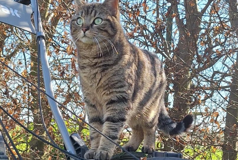 Alerte Disparition Chat Femelle , 2 ans Chaumont-Gistoux Belgique