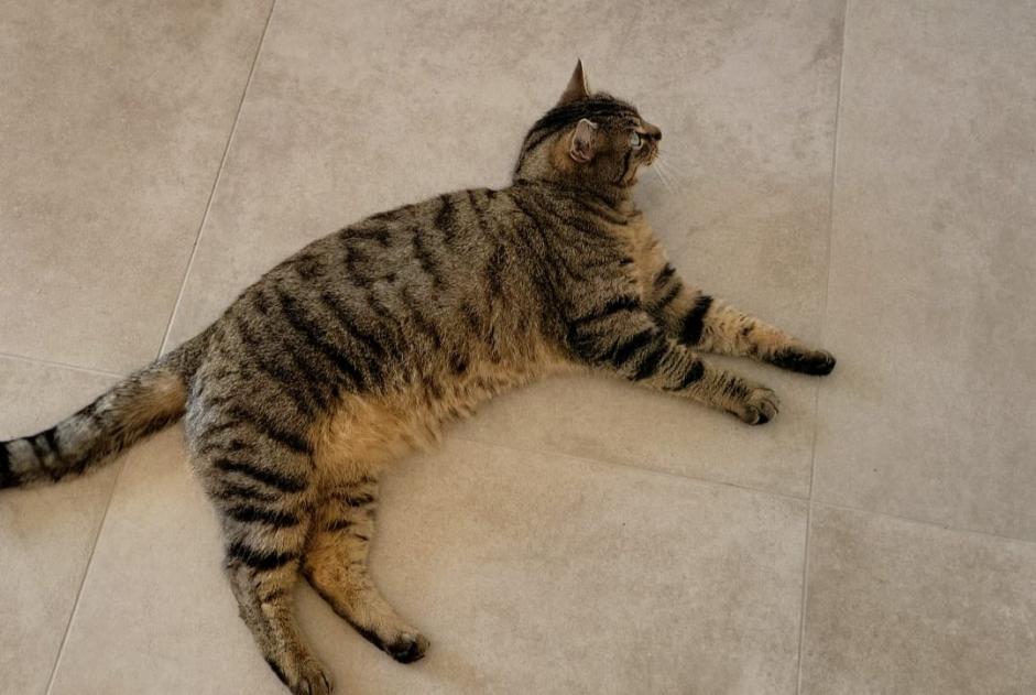 Alerte Disparition Chat Femelle , 2 ans Chaumont-Gistoux Belgique