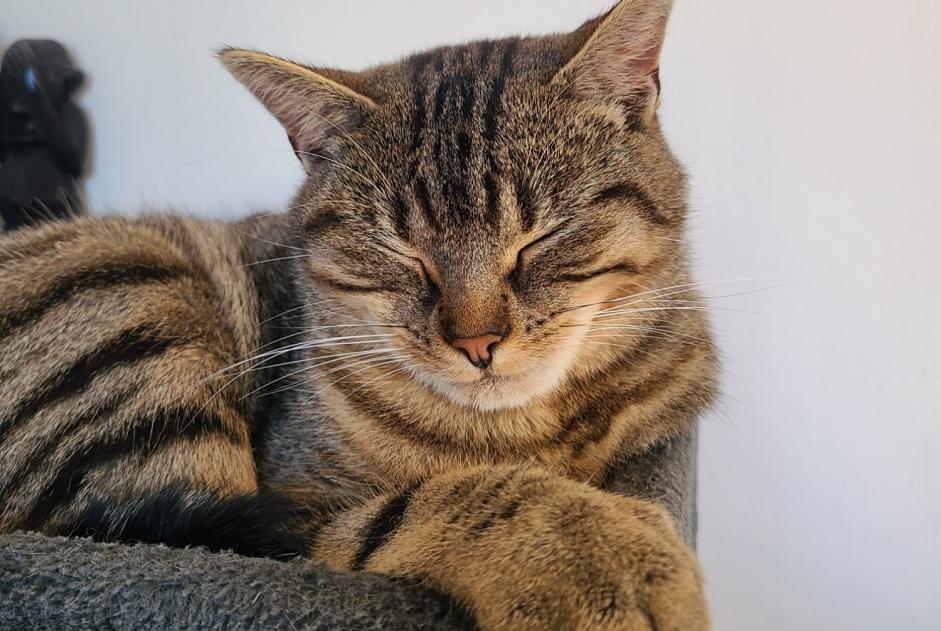 Alerte Disparition Chat Femelle , 2 ans Chaumont-Gistoux Belgique