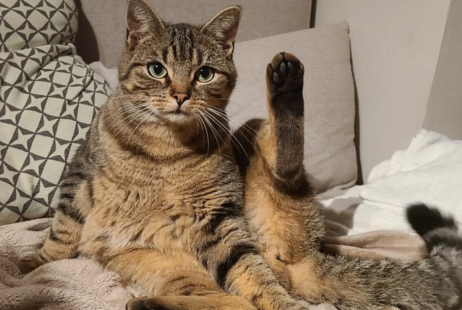 Alerte Disparition Chat Femelle , 2 ans Chaumont-Gistoux Belgique