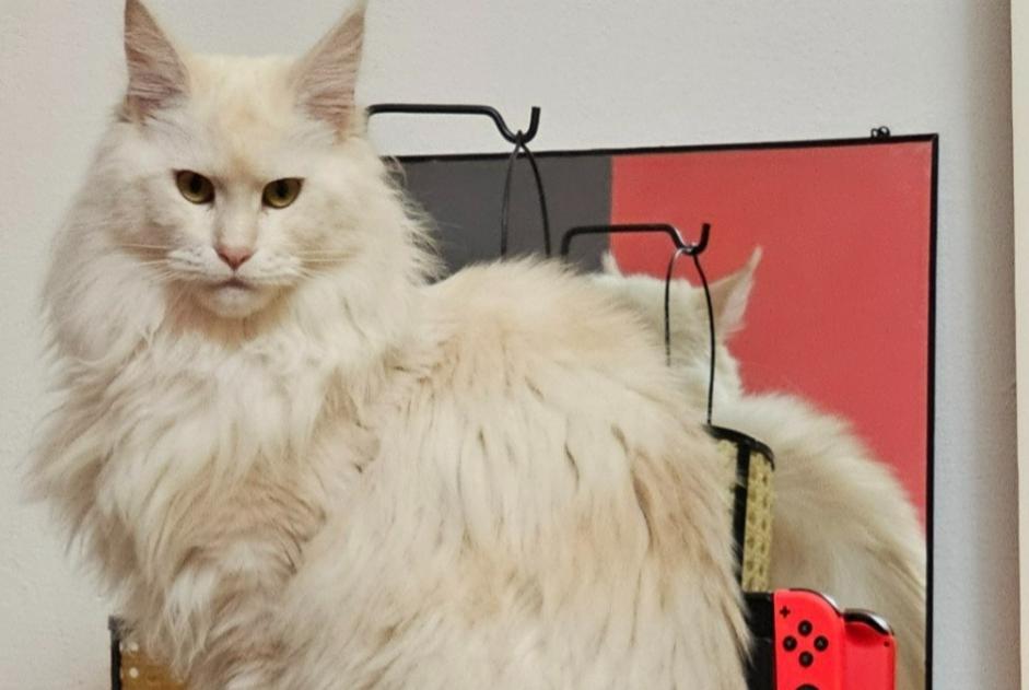 Alerte Disparition Chat  Femelle , 2 ans Theux Belgique