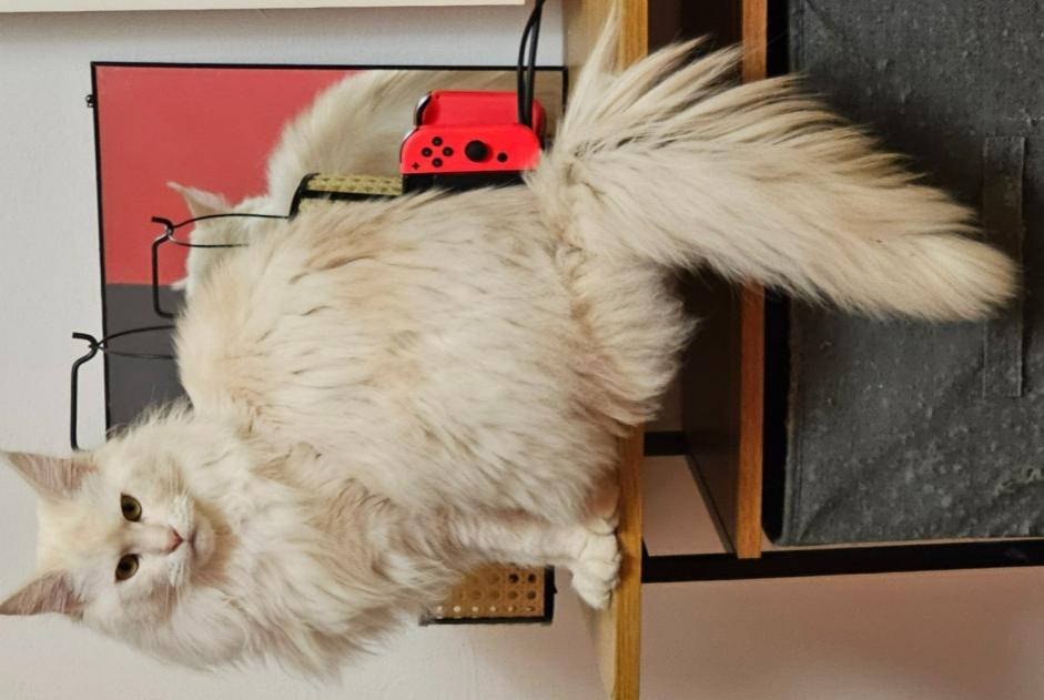 Alerte Disparition Chat  Femelle , 2 ans Theux Belgique
