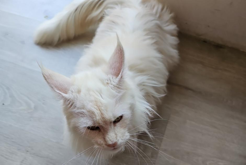 Alerte Disparition Chat  Femelle , 2 ans Theux Belgique