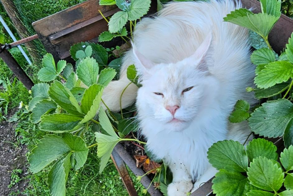 Alerte Disparition Chat  Femelle , 2 ans Theux Belgique