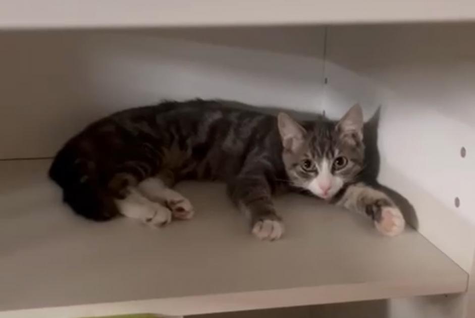 Alerte Disparition Chat Mâle , 1 ans Anderlecht Belgique