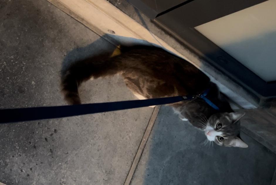 Alerte Disparition Chat Mâle , 1 ans Anderlecht Belgique