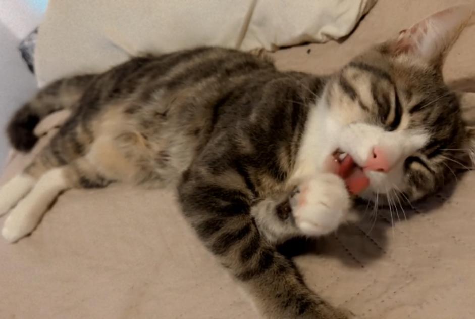 Alerte Disparition Chat Mâle , 1 ans Anderlecht Belgique