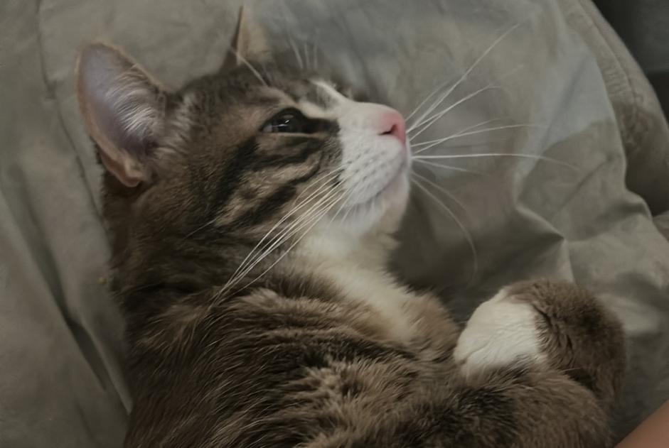 Alerte Disparition Chat Mâle , 1 ans Anderlecht Belgique