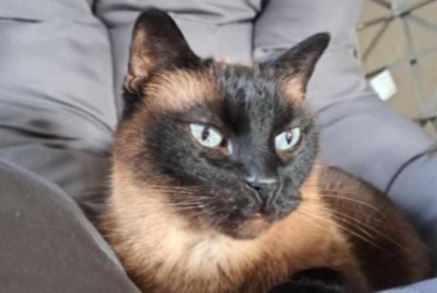 Alerte Disparition Chat  Mâle , 13 ans Verviers Belgique