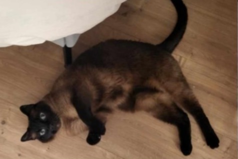 Alerte Disparition Chat  Mâle , 13 ans Verviers Belgique