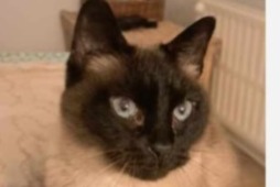 Alerte Disparition Chat  Mâle , 13 ans Verviers Belgique