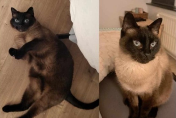 Alerte Disparition Chat  Mâle , 13 ans Verviers Belgique