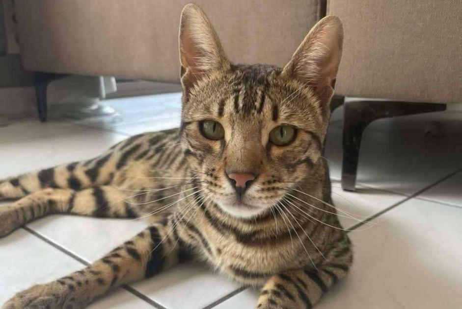 Alerte Disparition Chat  Mâle , 3 ans Profondeville Belgique