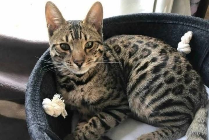 Alerte Disparition Chat  Mâle , 3 ans Profondeville Belgique