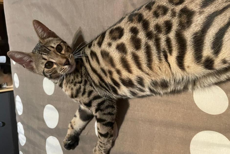 Alerte Disparition Chat  Mâle , 3 ans Profondeville Belgique