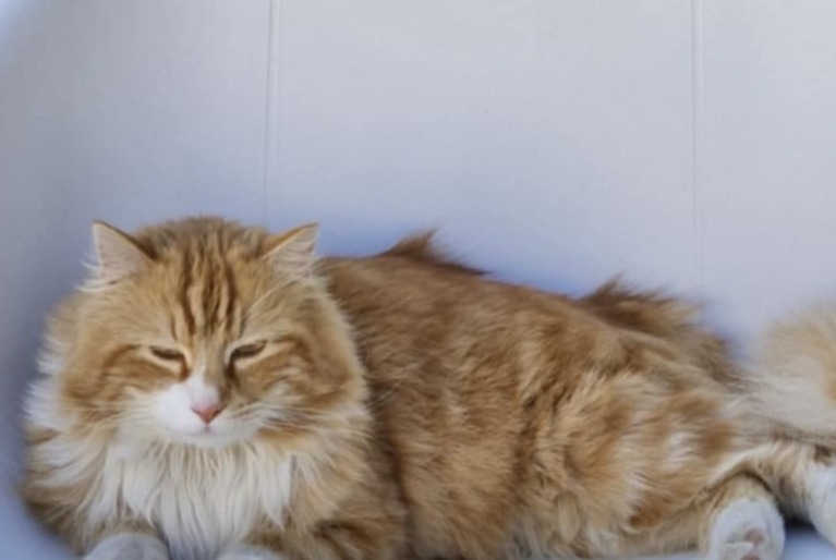 Alerte Disparition Chat croisement  Mâle , 4 ans Binche Belgique