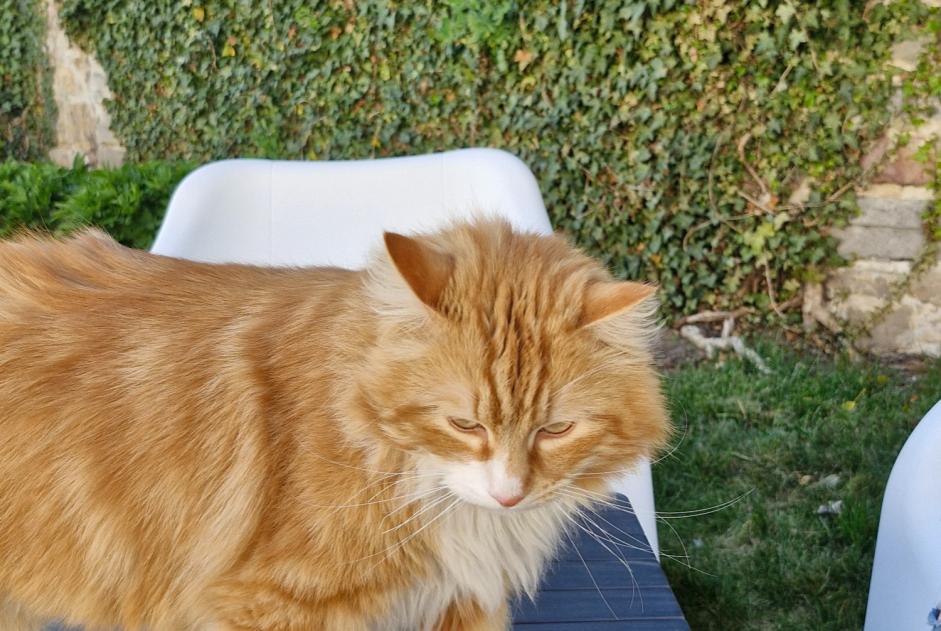 Alerte Disparition Chat croisement  Mâle , 4 ans Binche Belgique