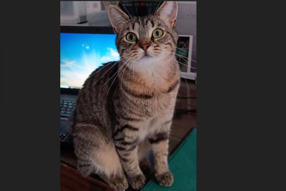 Alerte Disparition Chat Femelle , 4 ans Perwez Belgique