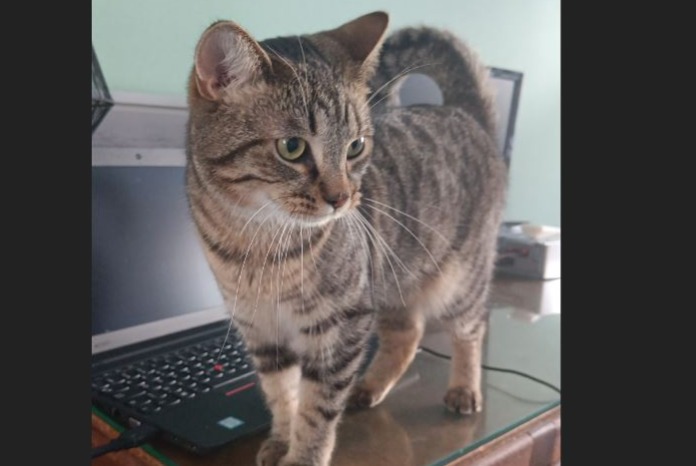 Alerte Disparition Chat Femelle , 4 ans Perwez Belgique