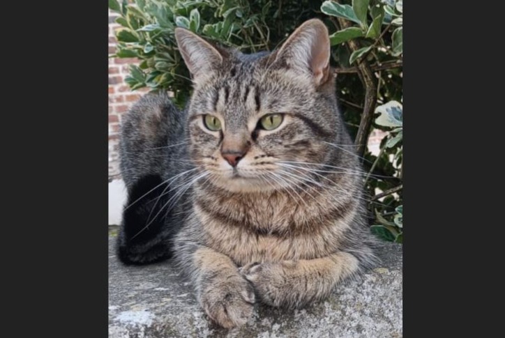 Alerte Disparition Chat Femelle , 4 ans Perwez Belgique