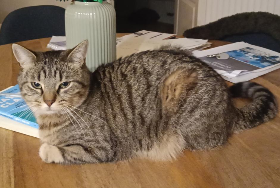 Alerte Disparition Chat Femelle , 4 ans Perwez Belgique
