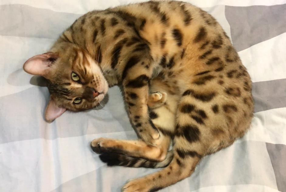 Alerte Disparition Chat  Mâle , 4 ans Ans Belgique