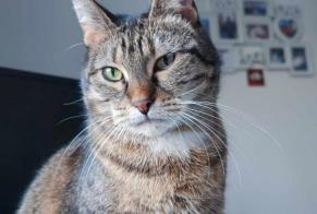 Alerte Disparition Chat  Femelle , 11 ans Tinlot Belgique