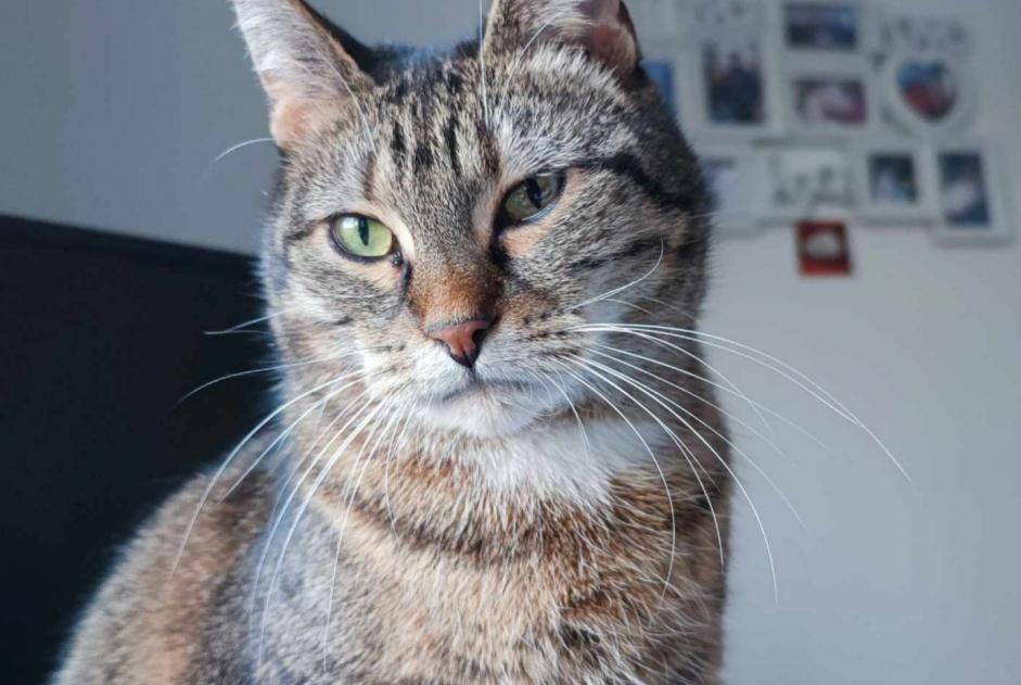 Alerte Disparition Chat  Femelle , 11 ans Tinlot Belgique