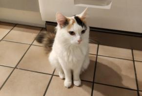 Alerte Disparition Chat Femelle , 2 ans Mons Belgique