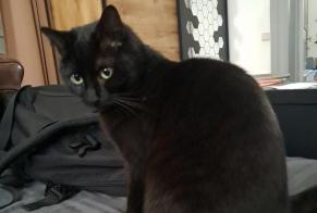 Alerte Disparition Chat Femelle , 2 ans Liège Belgique