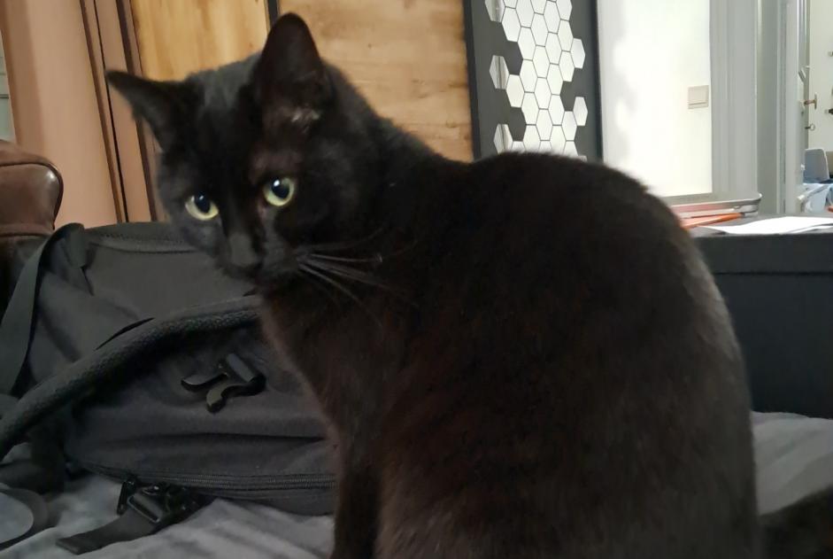 Alerte Disparition Chat Femelle , 2 ans Liège Belgique