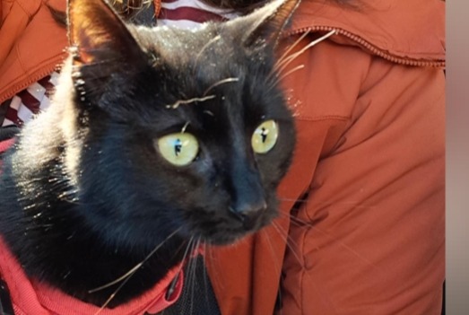 Alerte Disparition Chat Femelle , 2 ans Liège Belgique