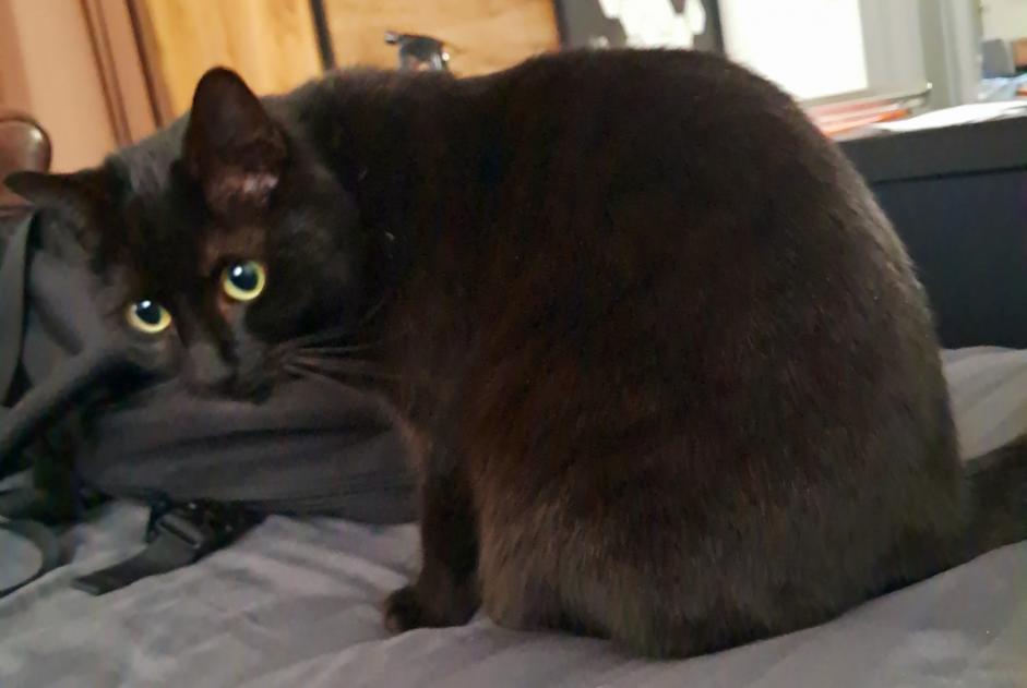 Alerte Disparition Chat Femelle , 2 ans Liège Belgique