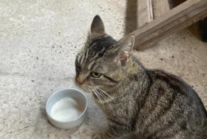 Alerte Découverte Chat croisement  Inconnu Gent Belgique