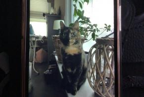 Alerte Disparition Chat croisement  Femelle , 3 ans Zwevegem Belgique