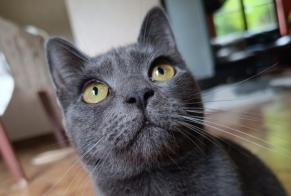 Alerte Disparition Chat  Femelle , 4 ans Grez-Doiceau Belgique