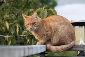 Alerte Disparition Chat  Mâle , 9 ans Soumagne Belgique