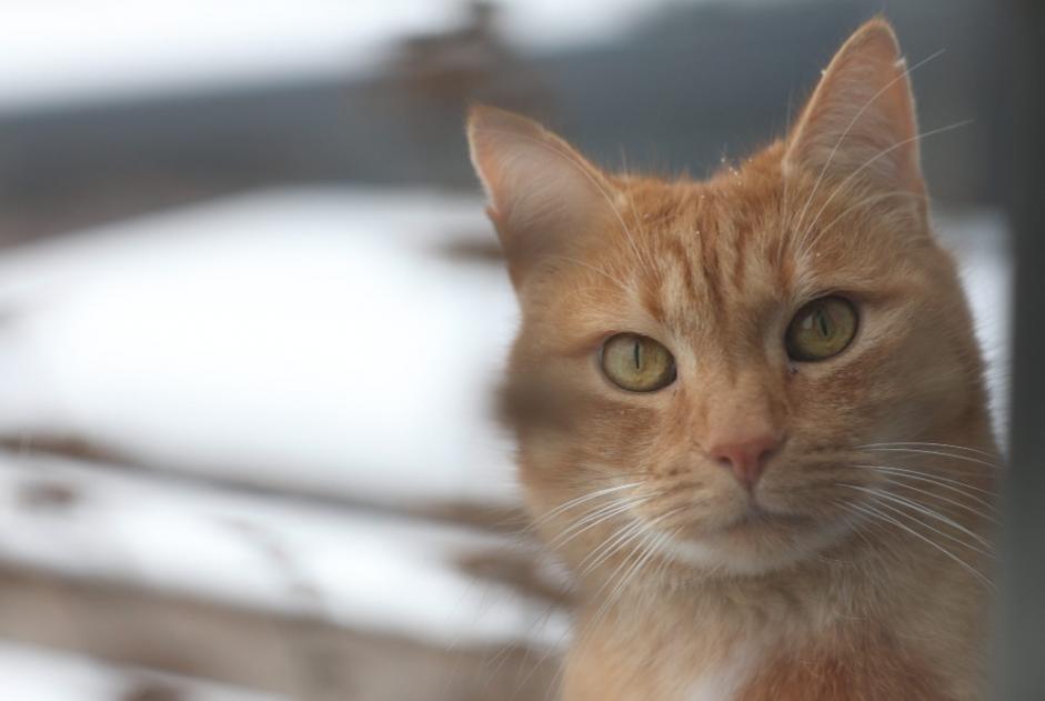Alerte Disparition Chat  Mâle , 9 ans Soumagne Belgique