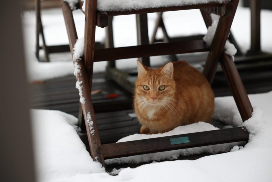 Alerte Disparition Chat  Mâle , 9 ans Soumagne Belgique