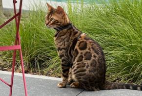 Alerte Disparition Chat  Mâle , 1 ans Marchin Belgique