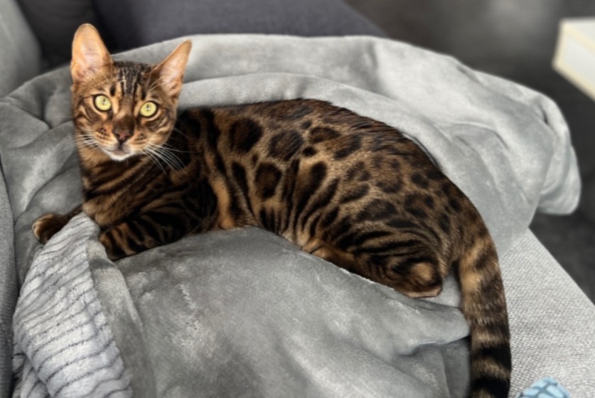 Alerte Disparition Chat  Mâle , 1 ans Marchin Belgique