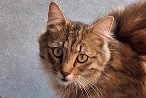 Alerte Découverte Chat Inconnu Frasnes-lez-Anvaing Belgique
