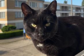 Alerte Disparition Chat Mâle , 3 ans Antwerp Belgique
