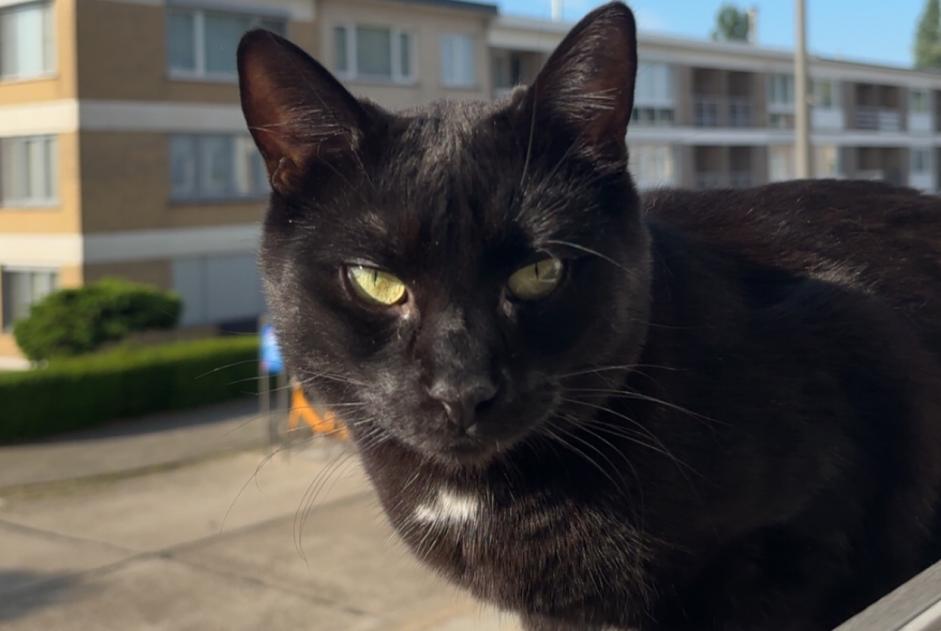 Alerte Disparition Chat Mâle , 3 ans Antwerp Belgique